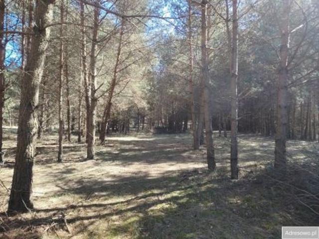 Bezpośrednio, Swornegacie, 3521 m² Działka