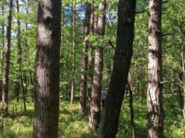 Bezpośrednio, Szyce, 5873 m² Działka