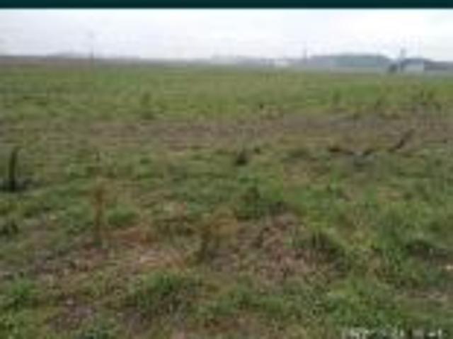 Bezpośrednio, Szadek, 1000 m² Działka