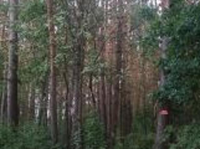 Bezpośrednio, Pniewy, 8400 m² Działka