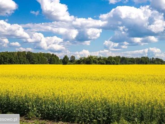 Bezpośrednio, Piecowice, ul. Leśna, 810 m² Działka