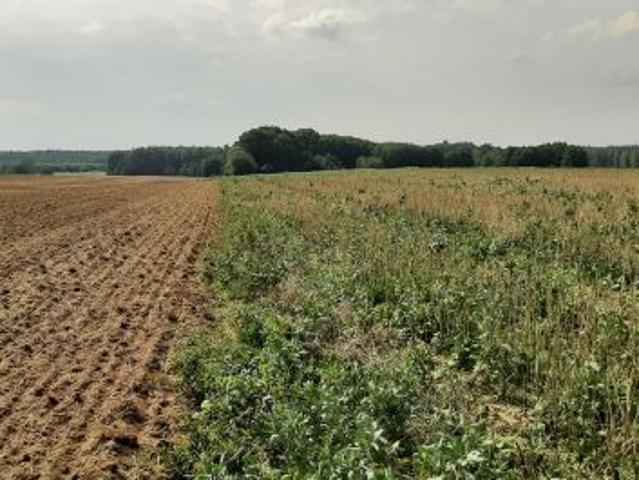 Bezpośrednio, Przemocze, 25000 m² Działka