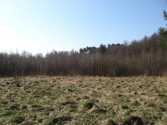 Bezpośrednio, Promienko, 43000 m² Działka