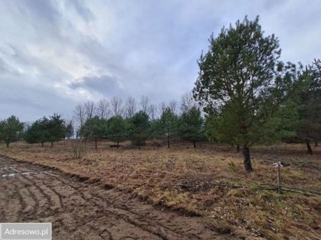 Bezpośrednio, Roje, 3006 m² Działka
