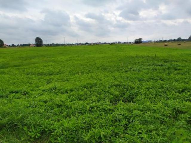 Bezpośrednio, Radzymin, ul. Leśna, 3442 m² Działka