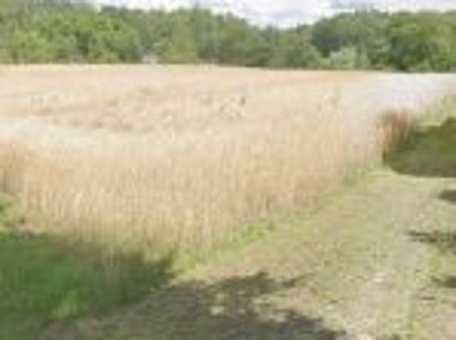 Bezpośrednio, Rydzewo, 2500 m² Działka