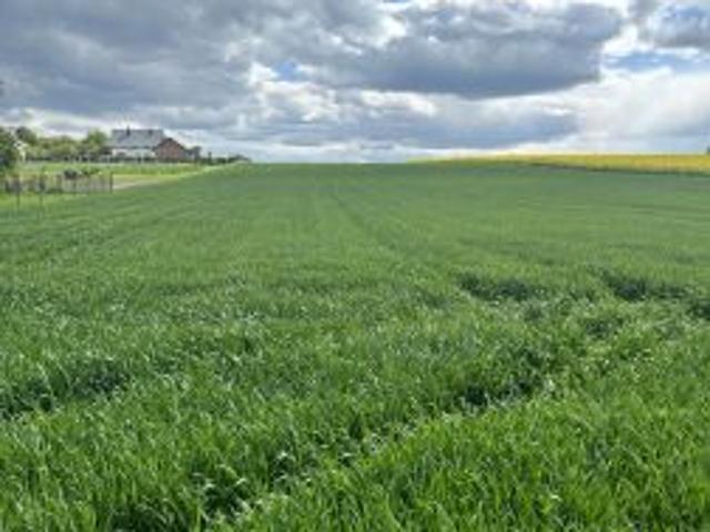 Bezpośrednio, Rzeplin, 800 m² Działka