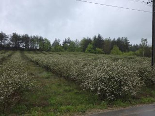 Bezpośrednio, Wołucza, 5221 m² Działka