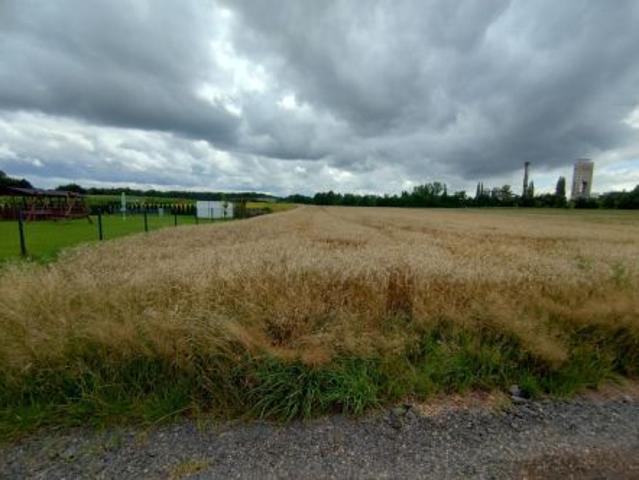 Bezpośrednio, Wola, 12000 m² Działka