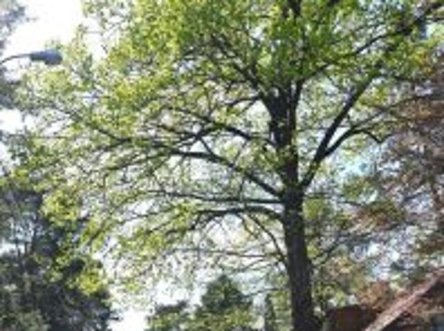 Bezpośrednio, Warszawa, Bemowo, ul. Michała Sobczaka, 888 m² Działka