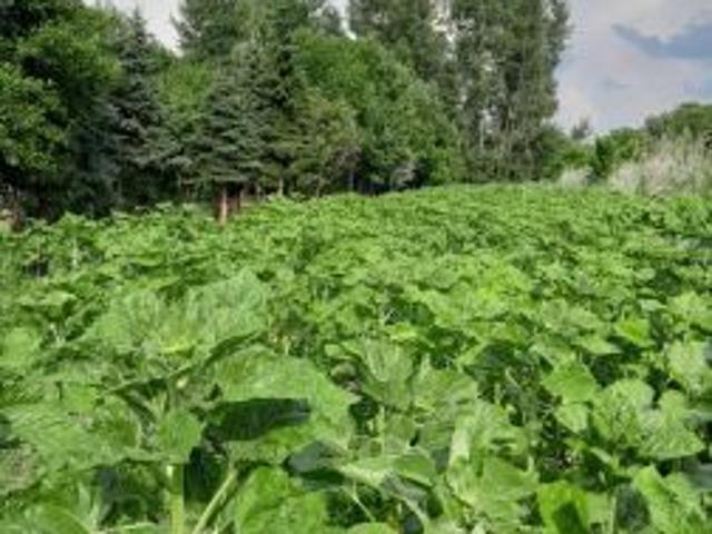 Bezpośrednio, Widuchowa, 2100 m² Działka