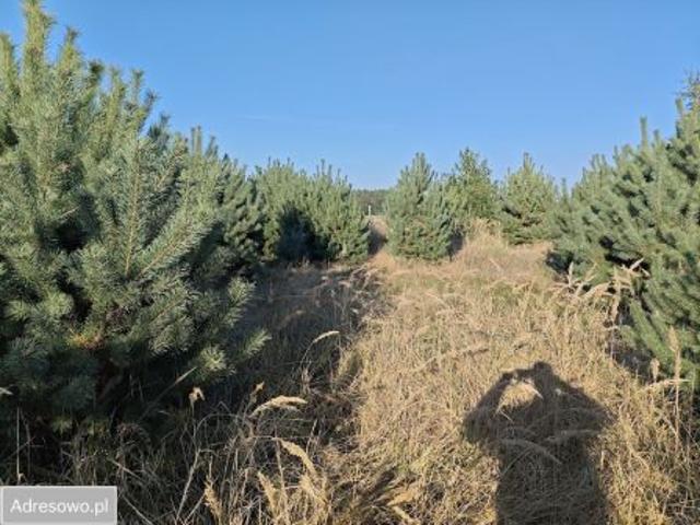 Bezpośrednio, Wielka Wieś, 1515 m² Działka