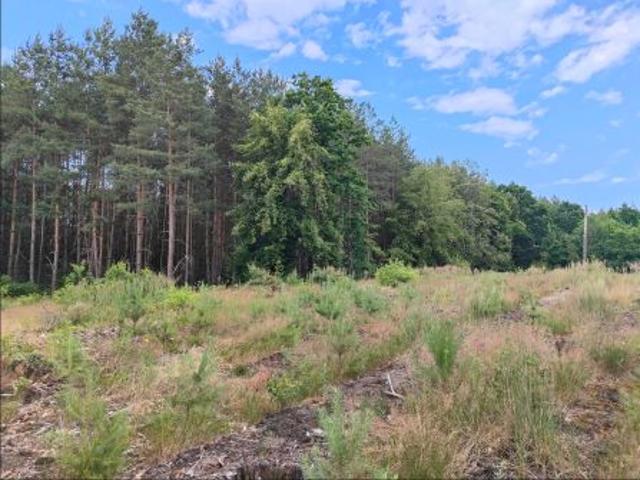 Bezpośrednio, Wilkanowo, 11300 m² Działka