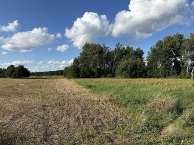 Bezpośrednio, Świniary, Borowna, 1200 m² Działka