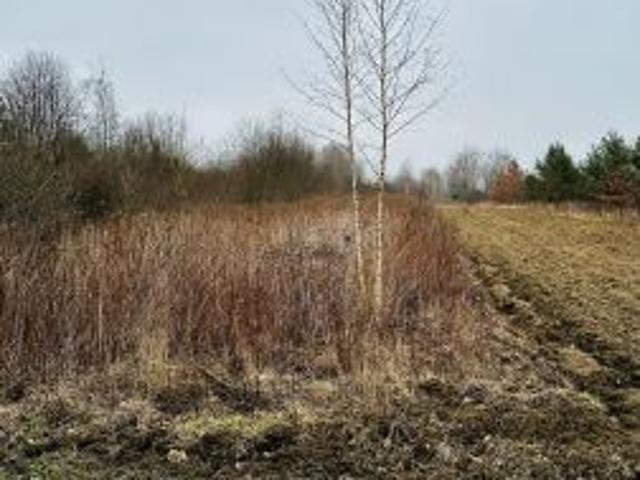 Bezpośrednio, Wygoda, 2800 m² Działka