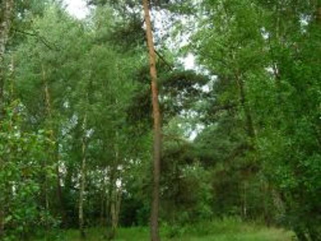 Bezpośrednio, Tończa, Osowiec, 2500 m² Działka