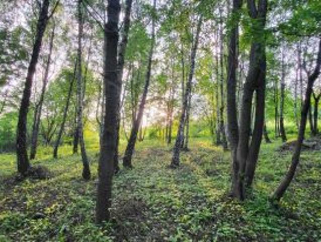 Bezpośrednio, Tyczyn, 2600 m² Działka