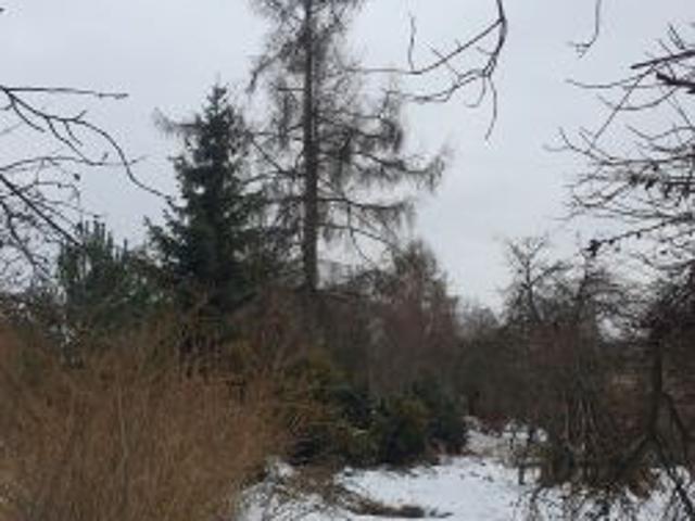 Bezpośrednio, Zabrze, Mikulczyce, ul. Leśna, 700 m² Działka