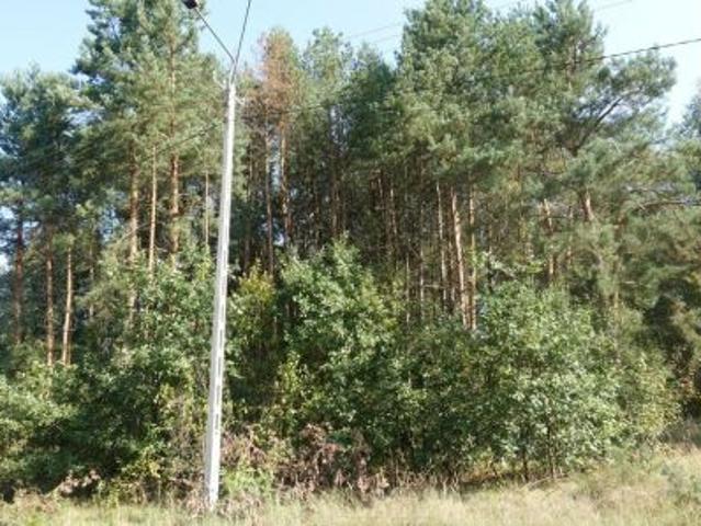 Bezpośrednio, Zajączków, 21400 m² Działka