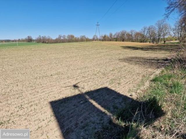 Bezpośrednio, Zajączkowo, 51693 m² Działka