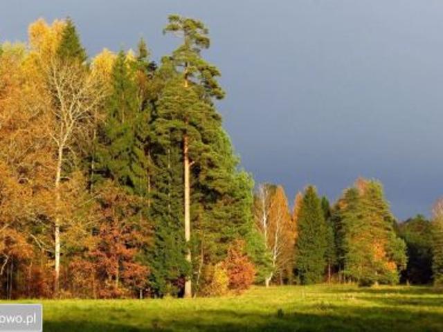 Bezpośrednio, Zendek, 58000 m² Działka