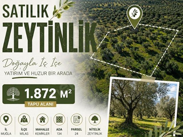BİRİKİM MİLAS İLÇESİ KEMİKLER MAHALLESİ'NDE SATILIK ZEYTİNLİK !