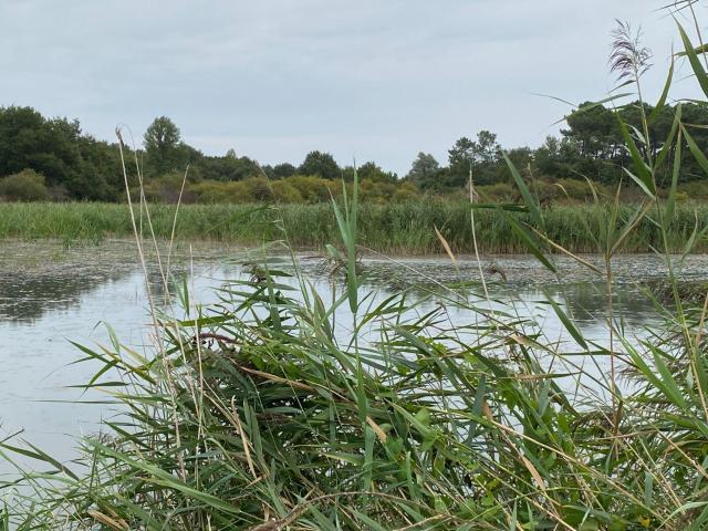 Bien agricole à vendre à Azay le Ferron 36290