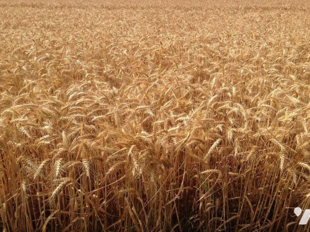 Bien agricole en vente à, 1808 €