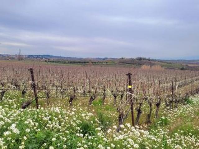 Bien immobilier à la vente sur Magalas Languedoc Roussillon