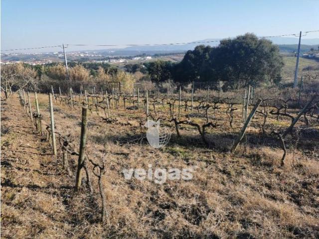 Bombarral Bombarral 104271152