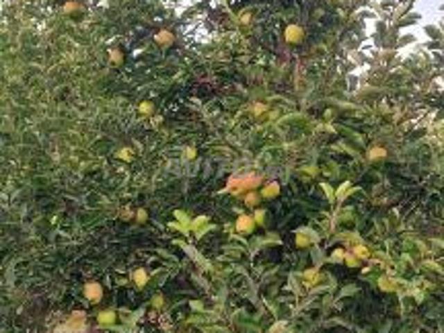 Bonjour pomme à vendre ferme située à Boumia