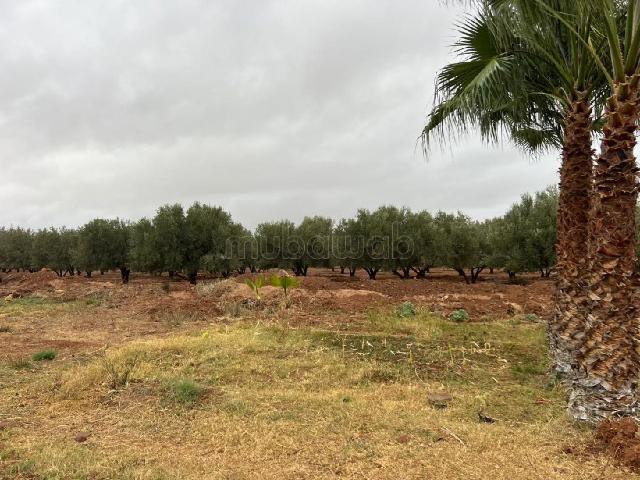 Bonne affaire Rte d'OURIK km25 à 1.850. 000 DH/Ha seulement