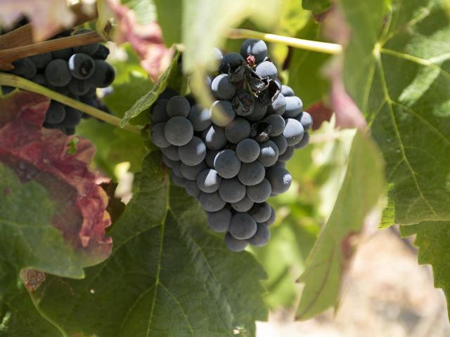 Bodega y Complejo Rural Las Fuentezuelas: El Legado de la Alpujarra a tu Alcance