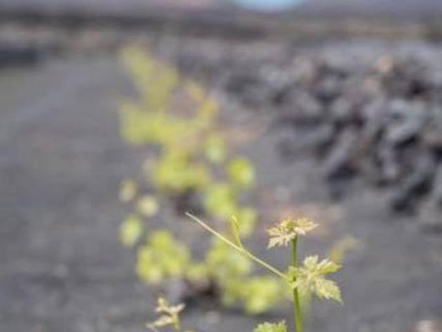 Bodegas Tisalaya Tinajo Lanzarote