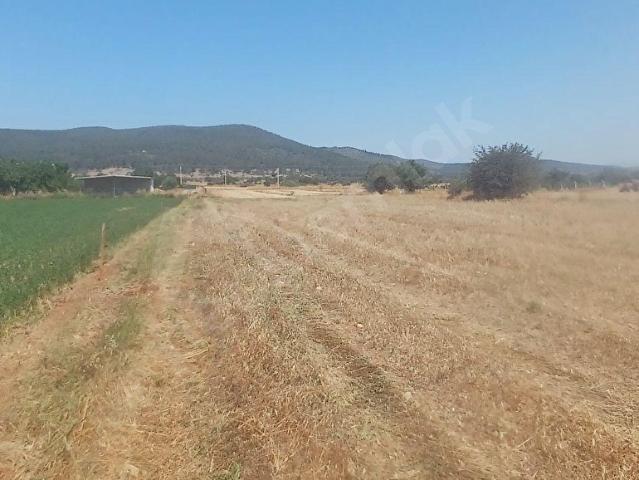 Bodrum Çamarası 5032 M2 Yola Cepheli Tarla