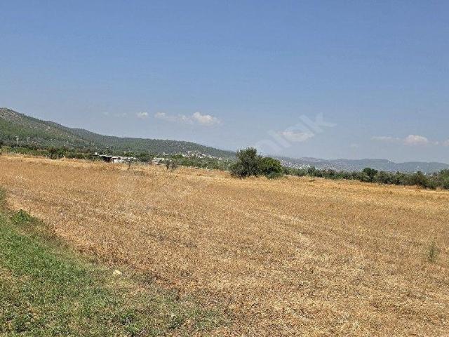 Bodrum Mumcular çamarasında 5Dönüm Düz Satılık Tarla