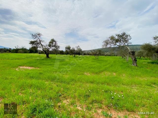 BODRUM SAZKÖY DE SATILIK 3.400 m2 İNCİRLİ TARLA