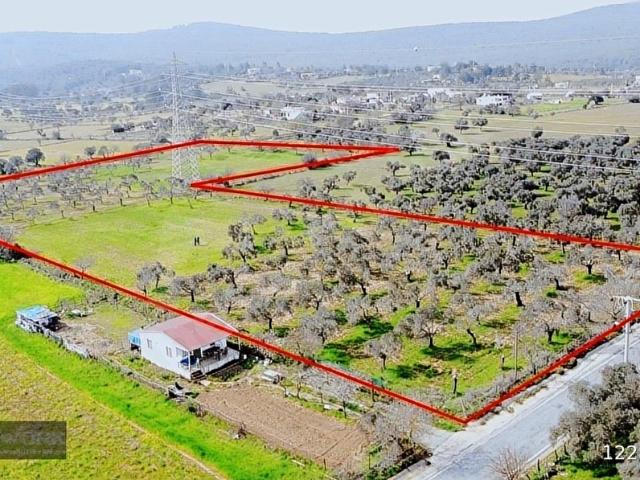 Bodrum Pınarlıbelen de 20 Dönüm Yola Cepheli Zeytinli Tarla