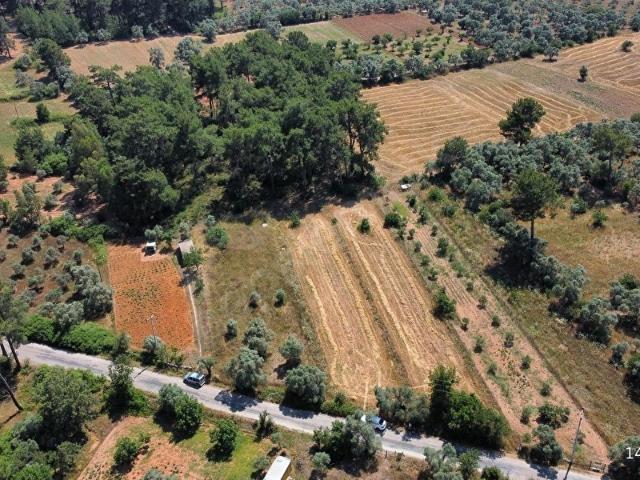 Bodrum Pınarlıbelen'de Yola Cepheli 7542m İncirli Tarla Satılık