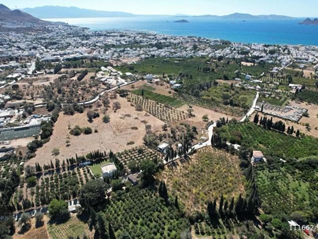 Bodrum Turgutreis 7.500m2 Narenciye Bahçesi Denize 900mt