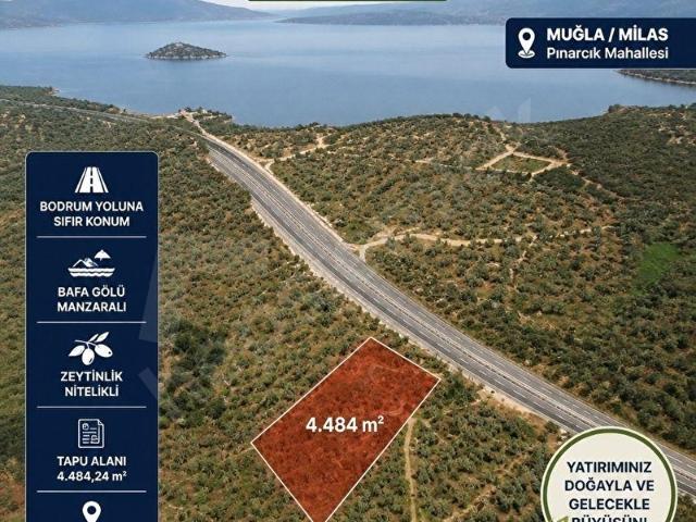 BODRUM YOLUNA SIFIR BAFA MANZARALI 4484 m2 ZEYTİNLİK!
