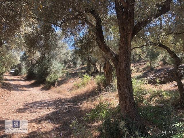 Bodrum Yoluna 400 metre Satılık Zeytinlik