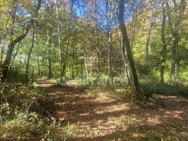 Bois à vendre, LAGRANGE 40