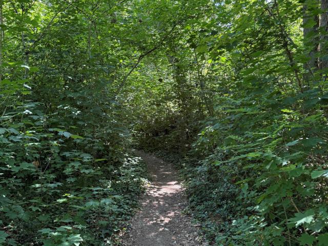 BOIS 11 HECTARES SAINT BENOIT