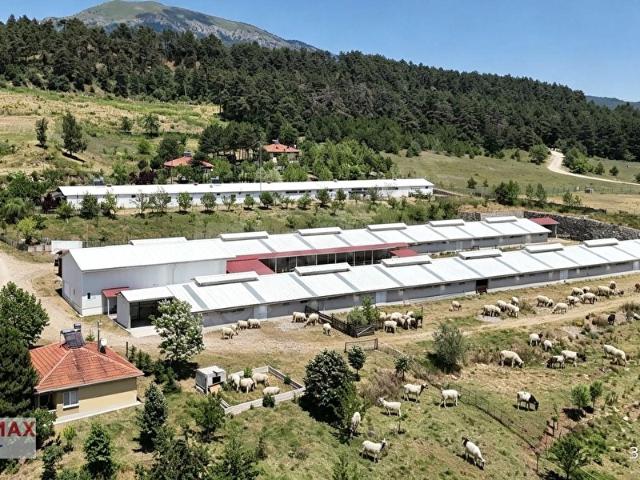 Bolu Değirmenbeli'de Satılık Küçükbaş Çifliği