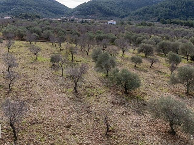 BORSEM DATÇA ZEYTİNCİK'TE 5929 M2 SATILIK TARLA