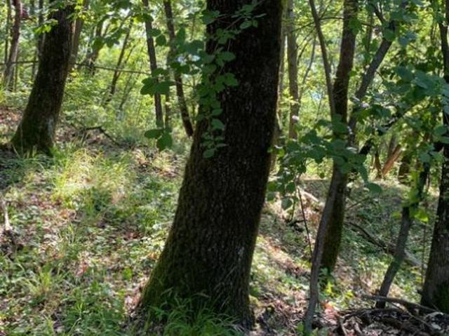 bosco ceduo