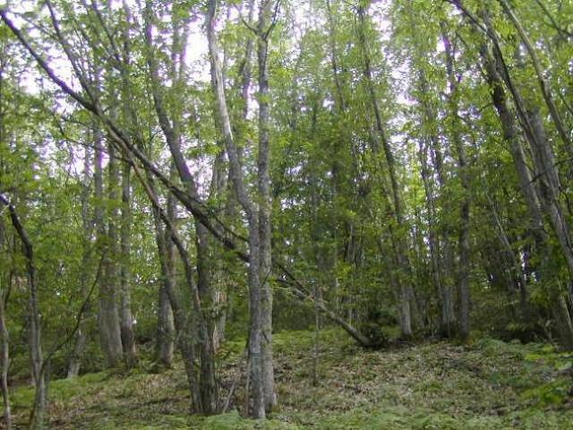BOSCO E CASTAGNETO