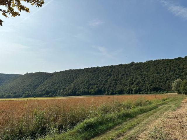 Bosco in vendita a Arcugnano