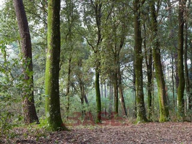 Bosco in vendita a Guardistallo